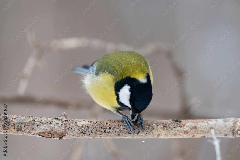 Naklejka premium Sikora bogatka (Parus major) - ptak z rodziny sikorkowatych w naturalnym środowisku z naturalnym światłem, z bliska.