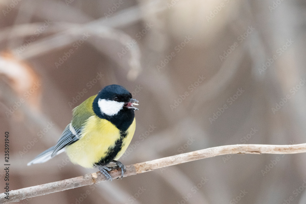 Great tit (Parus major) - a bird of the titmouse family in its natural environment with natural light, close-up. Great tit (Parus major) - a bird of the titmouse family in its natural environment with natural light, close-up.