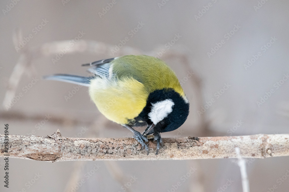 Obraz premium Sikora bogatka (Parus major) - ptak z rodziny sikorkowatych w naturalnym środowisku z naturalnym światłem, z bliska.