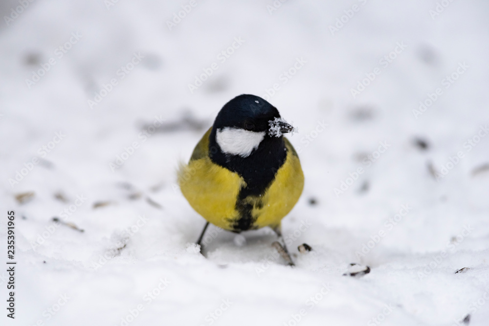 Great tit (Parus major) - a bird of the titmouse family in its natural environment with natural light, close-up. Great tit (Parus major) - a bird of the titmouse family in its natural environment with natural light, close-up.
