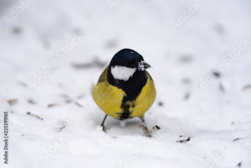 Great tit (Parus major) - a bird of the titmouse family in its natural environment with natural light, close-up.