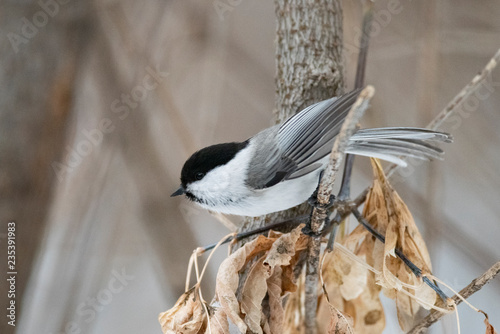 The willow tit (Poecile montanus) is a passerine bird in the tit family, Paridae photo