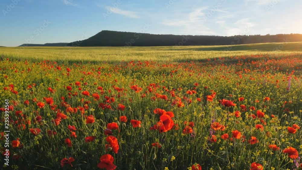 Spring flowers. Meadow of poppies. Beautiful nature 4K landscape. Spring flowers. Meadow of poppies. Beautiful nature 4K landscape.