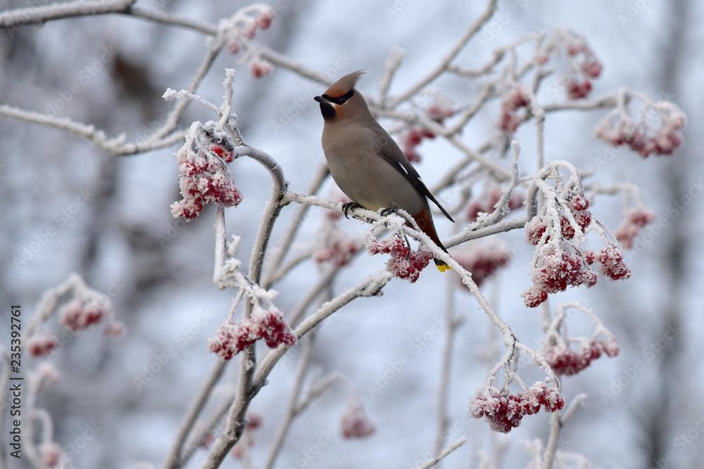 Winter Bohemian Waxwing Winter Bohemian Waxwing