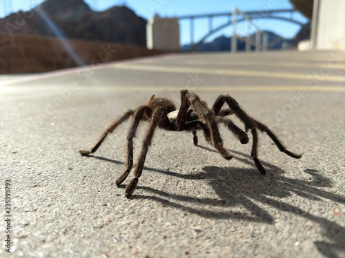 Tarantula in natural habitat, Theraphosidae at hoover dam nevada