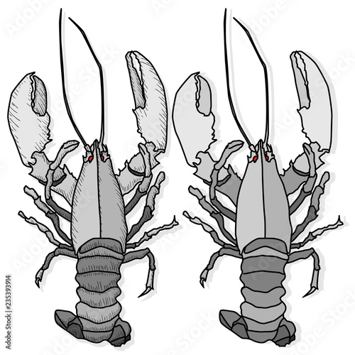 Crayfish vector illustration on a white background. Monochrome crayfish isolated on white.