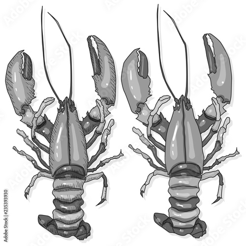 Crayfish vector illustration on a white background. Monochrome crayfish isolated on white.