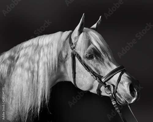 Horse head study in black and white