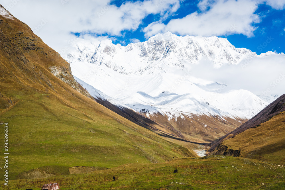 Beautiful view of Shkhara Glacier valley and snowy peak from Ushguli village, the highest mountain in Georgia, with clouds against blue sky and cows in the meadow. Svaneti, Caucasus.