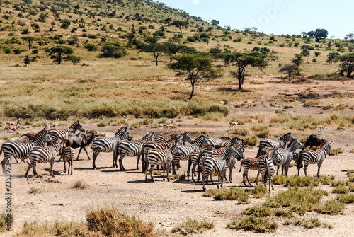 Zebras and wildebeest crossing the Serengeti in