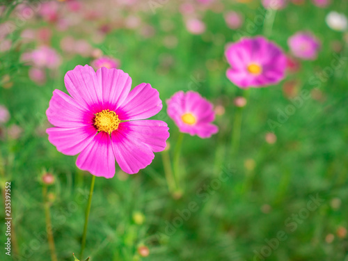 The flower in the garden.