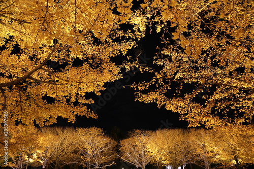 夜空を覆う黄金の銀杏 photo