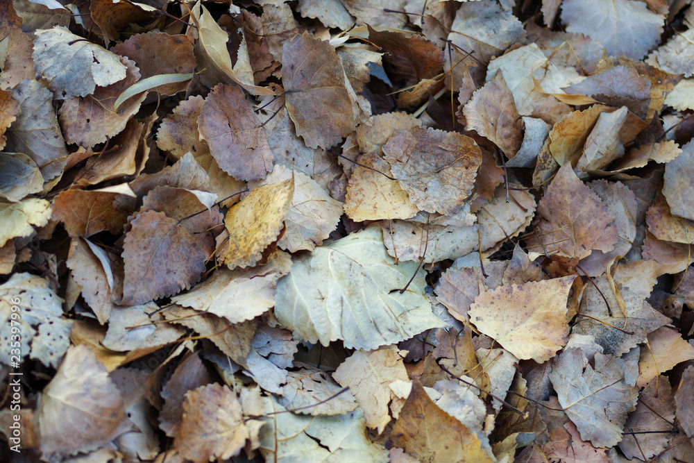 fallen leaves, dead leaves ,Late autumn or winter landscape. fallen leaves, dead leaves ,Late autumn or winter landscape.
