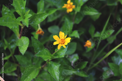 small yellow flower with green leaves