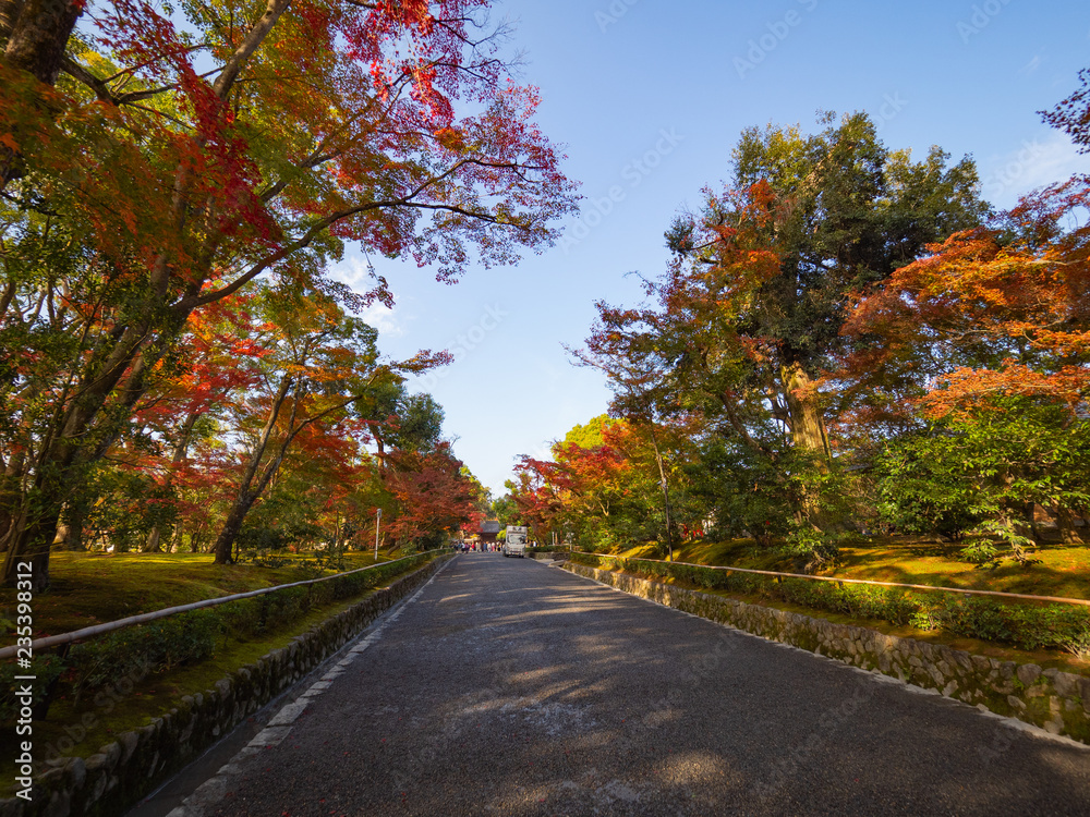 Kinkakuji Temple,Beautiful pathway along with the goldren pavilion  and the red color leaf. Enjoy the blue sky, Deep breath with fresh air.