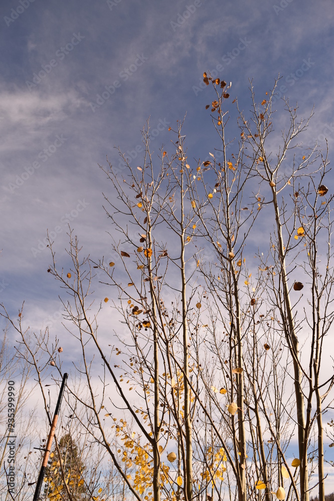 Autumn Trees Autumn Trees