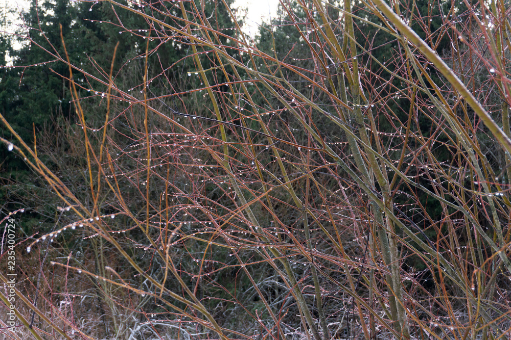 the frozen branches of tree with seeds, covered with drops of ice and icicles. Icy tree branches on geometric background. Winter scene .