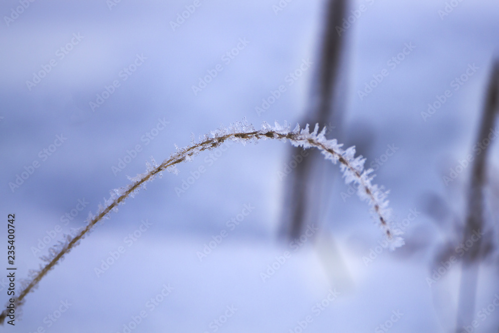 fallen dry autumn leaf and cereal spikelet on straw are covered with morning frost . fallen dry autumn leaf and cereal spikelet on straw are covered with morning frost .