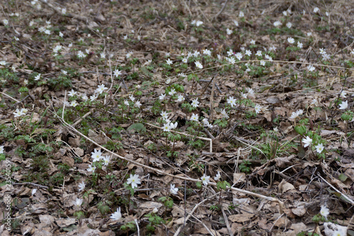 Snowdrops grow in a woodland forest with the ground covered with leaves . © baon