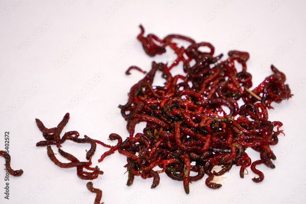 bloodworms midge larvae is common life food for aquarium fish and live-bait  for fishing. Stock Photo