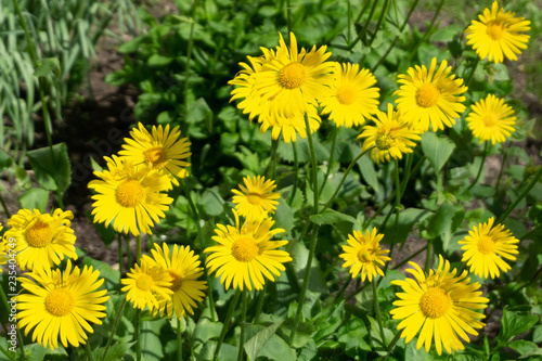 Many wild flowers yellow dandelions on meadow.