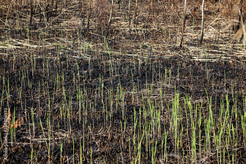 Valokuva The close-up of young plantlets after fire.