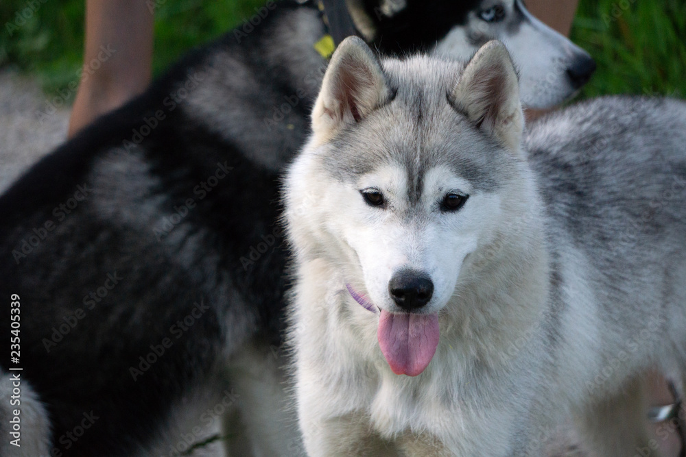Dog breed Siberian Husky wild handsome face,
