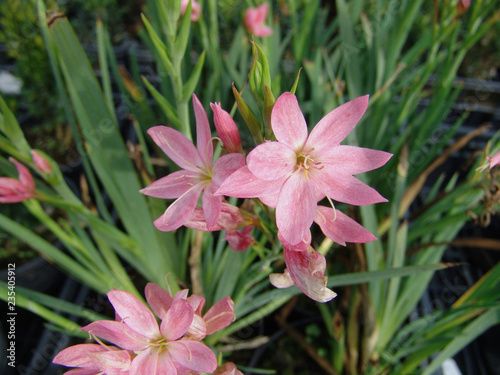 Schizostylis coccinea rosa