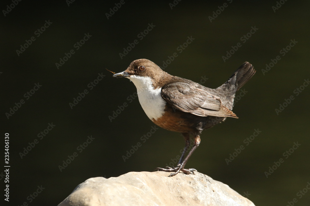 A stunning Dipper bird (Cinclus cinclus) standing on a rock with food in its beak for its babies. A stunning Dipper bird (Cinclus cinclus) standing on a rock with food in its beak for its babies.