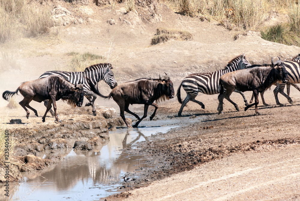 Zebras and wildebeest crossing the Serengeti in Zebras and wildebeest crossing the Serengeti in
