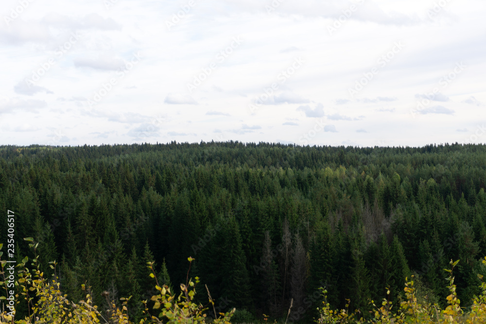 Obraz premium Forest edge seen from cleared alpine plateau .