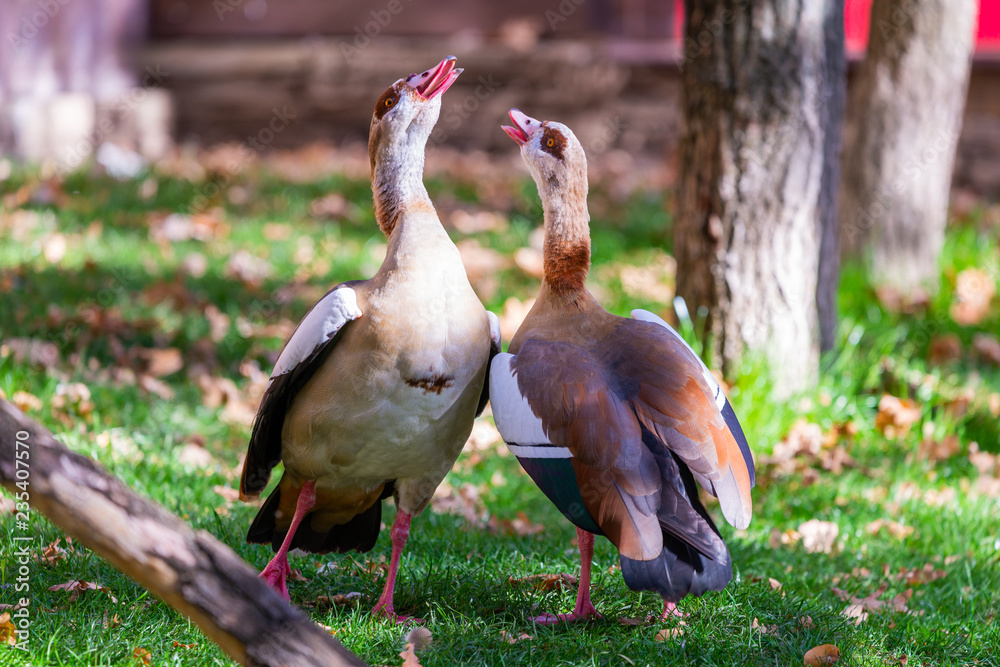 Two Egyptian geese or Alopochen aegyptiacus in nature