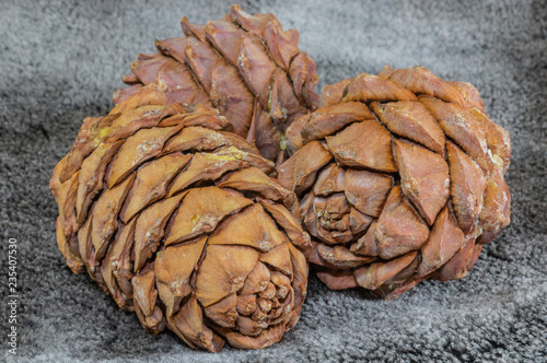 pine cones and nuts on black velvet background. Russia
