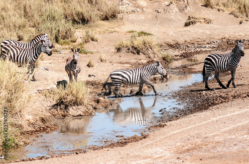 Zebras and wildebeest crossing the Serengeti in