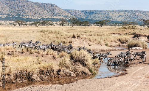 Zebras and wildebeest crossing the Serengeti in