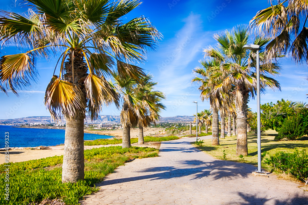 Fototapeta premium Walking path along the sea with palm trees.