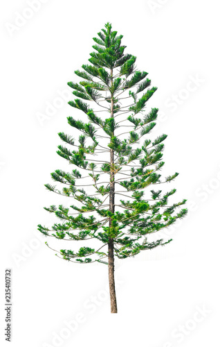 Green pine tree isolated on white background of file with Clipping Path .