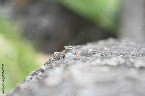 tête de gecko sur rocher