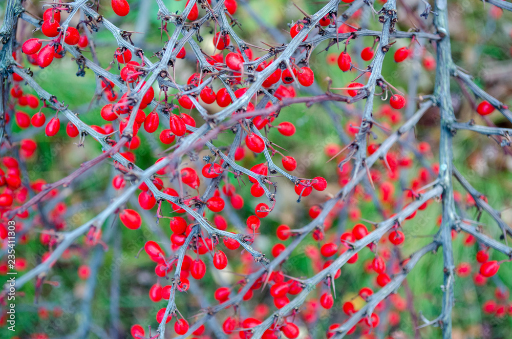 Ripe berries of barberry on prickly branches Ripe berries of barberry on prickly branches