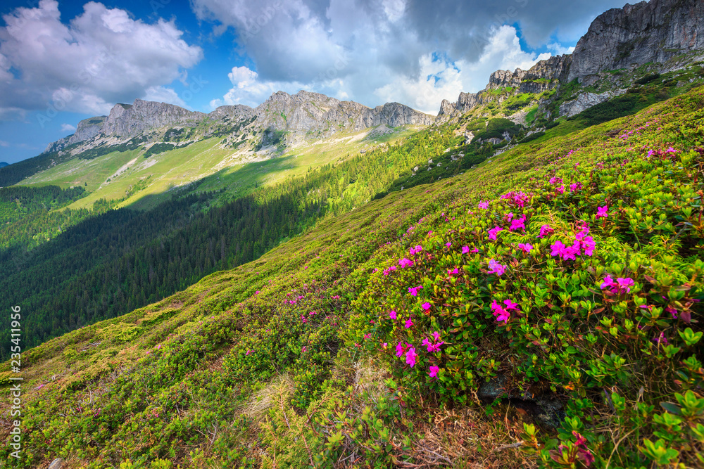Breathtaking pink rhododendron flowers in the mountains, Bucegi, Carpathians, Romania