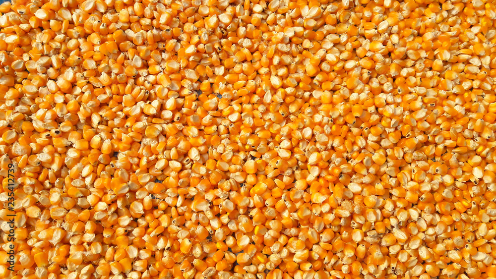 Corn grains background Extreme close-up image of corn, background image Dried beans of corn as background. Texture. Concept of healthy bio food.