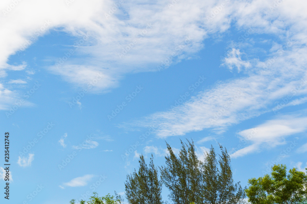 blue sky background / bright day blue sky with clouds and the forest tree foreground in the park blue sky background / bright day blue sky with clouds and the forest tree foreground in the park