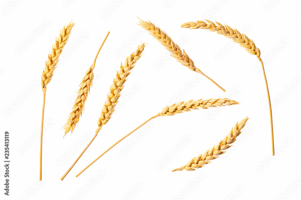 Wheat ears isolated on a white background - obrazy, fototapety, plakaty 