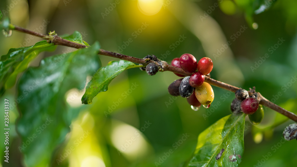 Red coffee beans on the branches and leaves of it. Red coffee beans on the branches and leaves of it.