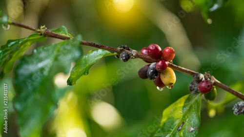 Red coffee beans on the branches and leaves of it.
