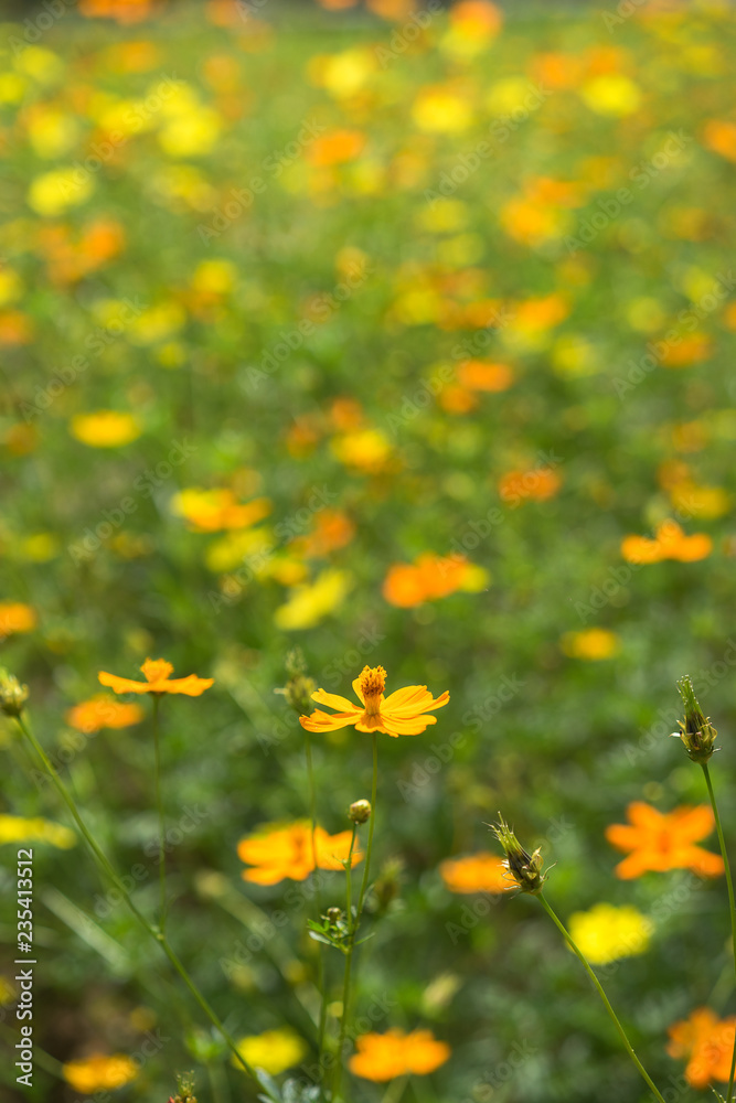 orange yellow Daisy orange yellow Daisy