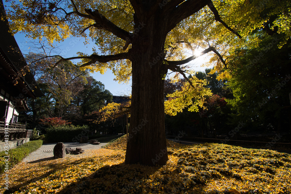 神社・不動尊・公園・紅葉・銀杏