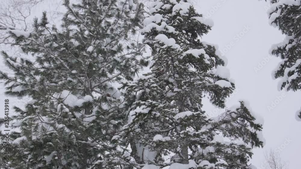 snow-covered spruce branch in the winter forest against the blue sky. Snow falls from fir branches snow-covered spruce branch in the winter forest against the blue sky. Snow falls from fir branches