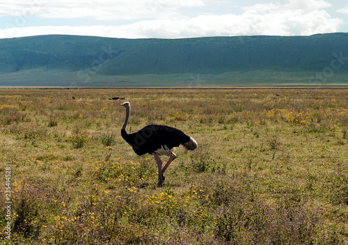 Ostrich in the grasslands of Tanzania