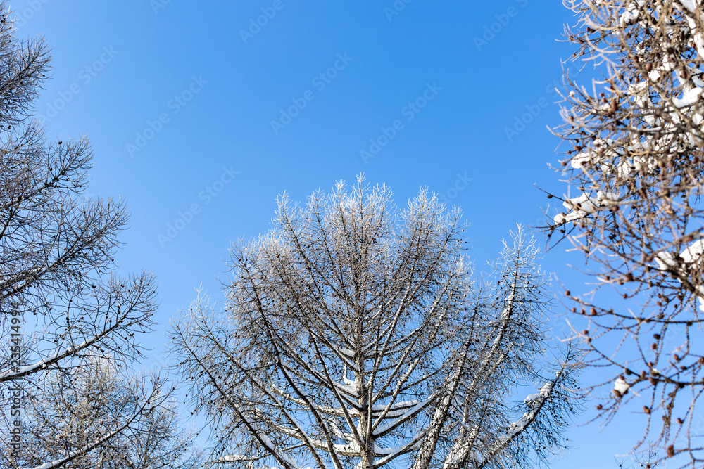 beautiful larch branches in winter against a clear blue sky beautiful larch branches in winter against a clear blue sky
